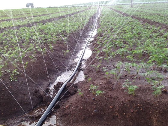 微噴帶應(yīng)用